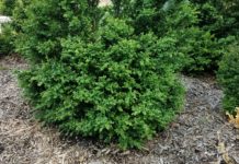 Boxwood Hardiness Trials