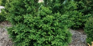 Boxwood Hardiness Trials