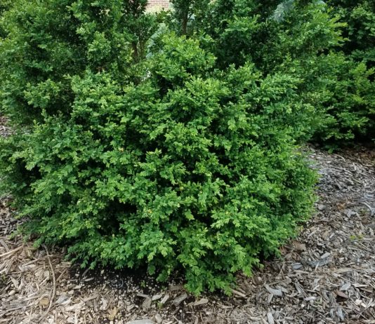 Boxwood Hardiness Trials