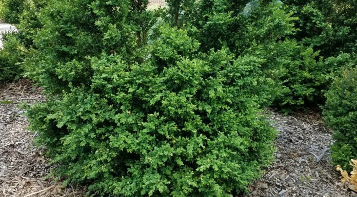 Boxwood Hardiness Trials