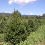 Root-Control Bag Case Study: Growing in High-Elevation, Rocky Soils