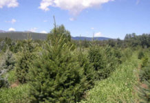 Root-Control Bag Case Study: Growing in High-Elevation, Rocky Soils