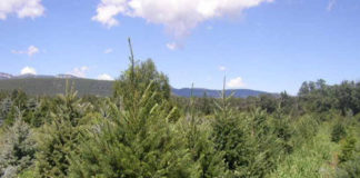 Root-Control Bag Case Study: Growing in High-Elevation, Rocky Soils