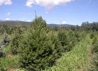 Root-Control Bag Case Study: Growing in High-Elevation, Rocky Soils