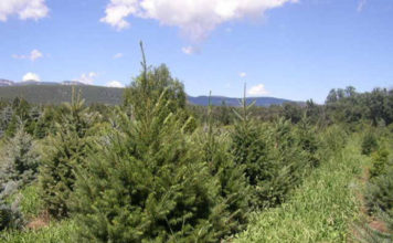 Root-Control Bag Case Study: Growing in High-Elevation, Rocky Soils