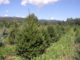 Root-Control Bag Case Study: Growing in High-Elevation, Rocky Soils