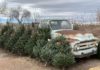 How to Prepare for the Christmas Tree Shortage