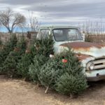 How to Prepare for the Christmas Tree Shortage