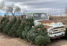 How to Prepare for the Christmas Tree Shortage