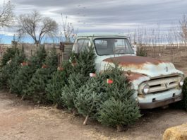 How to Prepare for the Christmas Tree Shortage