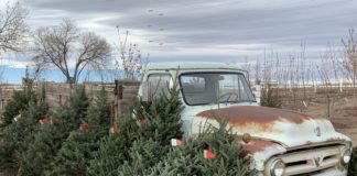 How to Prepare for the Christmas Tree Shortage