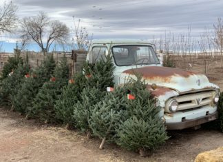 How to Prepare for the Christmas Tree Shortage