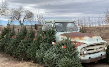 How to Prepare for the Christmas Tree Shortage