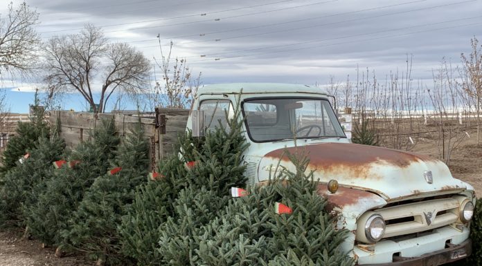 How to Prepare for the Christmas Tree Shortage