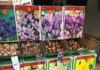 Singing the Praises of Bold & Beautiful Bulbs