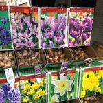 Singing the Praises of Bold & Beautiful Bulbs