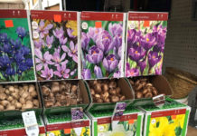 Singing the Praises of Bold & Beautiful Bulbs