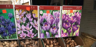 Singing the Praises of Bold & Beautiful Bulbs