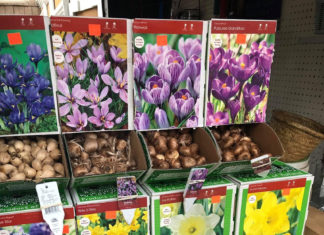 Singing the Praises of Bold & Beautiful Bulbs