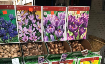 Singing the Praises of Bold & Beautiful Bulbs