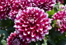 Consumer Picks from 2021 Annual Flower Trials