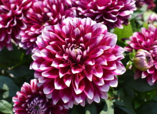 Consumer Picks from 2021 Annual Flower Trials