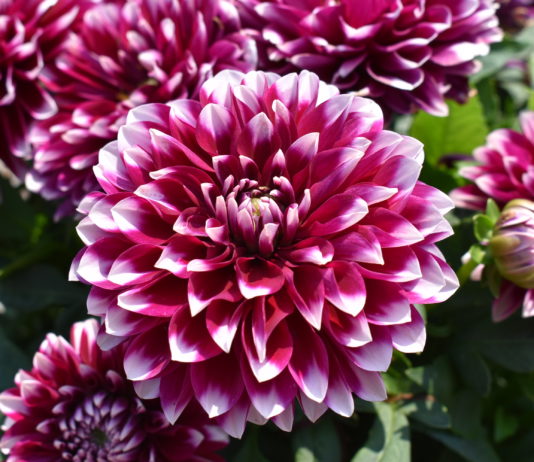 Consumer Picks from 2021 Annual Flower Trials