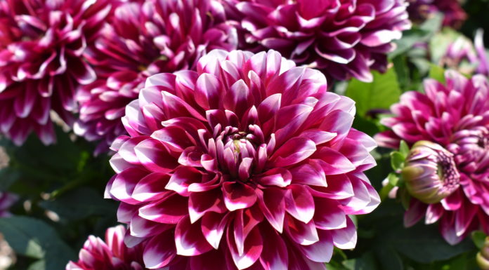 Consumer Picks from 2021 Annual Flower Trials