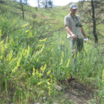 The Palisade Insectary