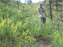 The Palisade Insectary