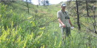 The Palisade Insectary