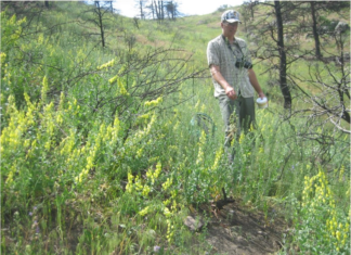 The Palisade Insectary