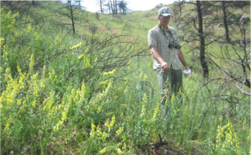 The Palisade Insectary