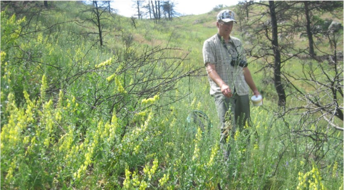 The Palisade Insectary