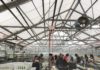 Tagawa Greenhouse Enterprises: Young Plants & Bedding Plants Producer Embracing Change