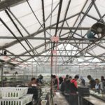 Tagawa Greenhouse Enterprises: Young Plants & Bedding Plants Producer Embracing Change