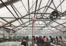 Tagawa Greenhouse Enterprises: Young Plants & Bedding Plants Producer Embracing Change