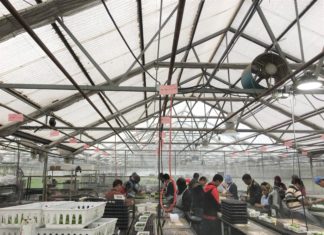 Tagawa Greenhouse Enterprises: Young Plants & Bedding Plants Producer Embracing Change