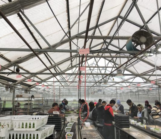 Tagawa Greenhouse Enterprises: Young Plants & Bedding Plants Producer Embracing Change