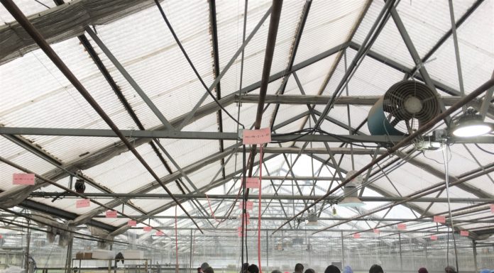 Tagawa Greenhouse Enterprises: Young Plants & Bedding Plants Producer Embracing Change