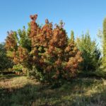 Woody Plant Trials on Colorado’s Western Slope