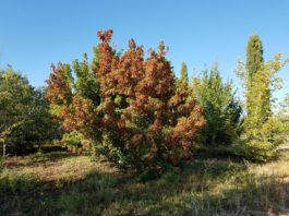 Woody Plant Trials on Colorado’s Western Slope
