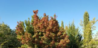 Woody Plant Trials on Colorado’s Western Slope