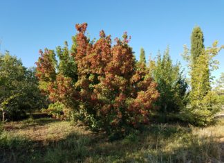 Woody Plant Trials on Colorado’s Western Slope