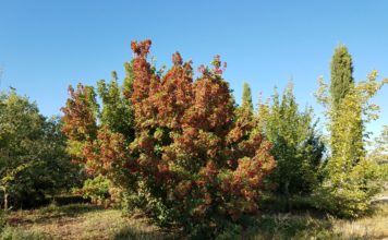 Woody Plant Trials on Colorado’s Western Slope