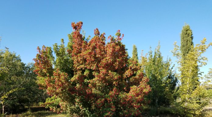 Woody Plant Trials on Colorado’s Western Slope