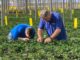 Bioline Agrosciences: Premium Quality Biocontrol Solutions to Growers Worldwide
