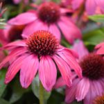 CSU RESEARCH: First Year Perennials with Superior Flowering from 2021 Perennial Trials