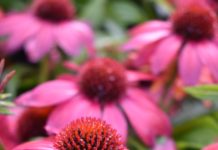 CSU RESEARCH: First Year Perennials with Superior Flowering from 2021 Perennial Trials