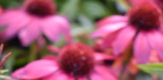 CSU RESEARCH: First Year Perennials with Superior Flowering from 2021 Perennial Trials